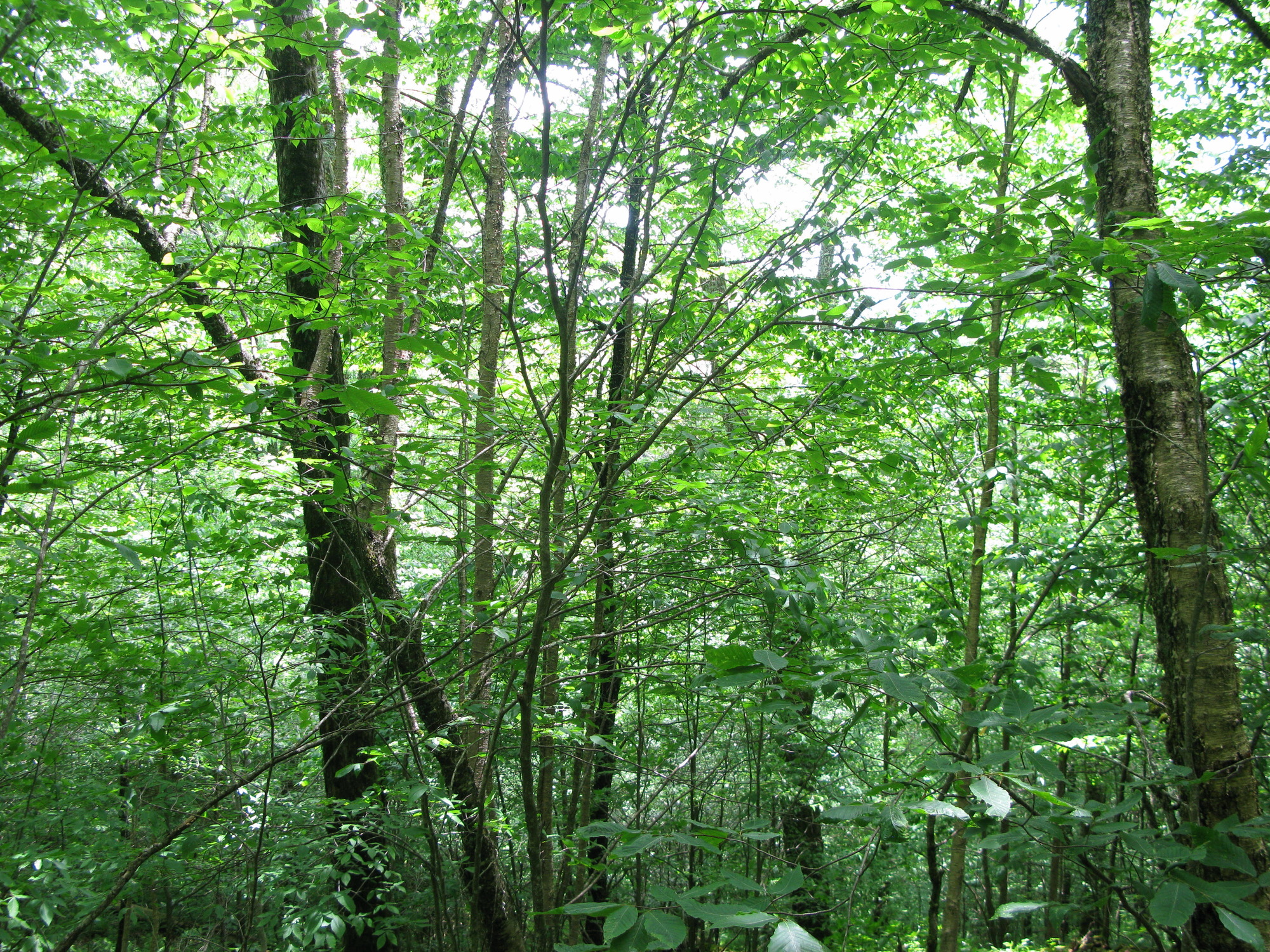 GRSM Accuracy Assessment. Plot Code: GRSM_AA_0097_3