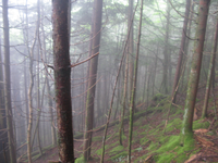 GRSM Accuracy Assessment. Plot Code: GRSM_AA_0676_6