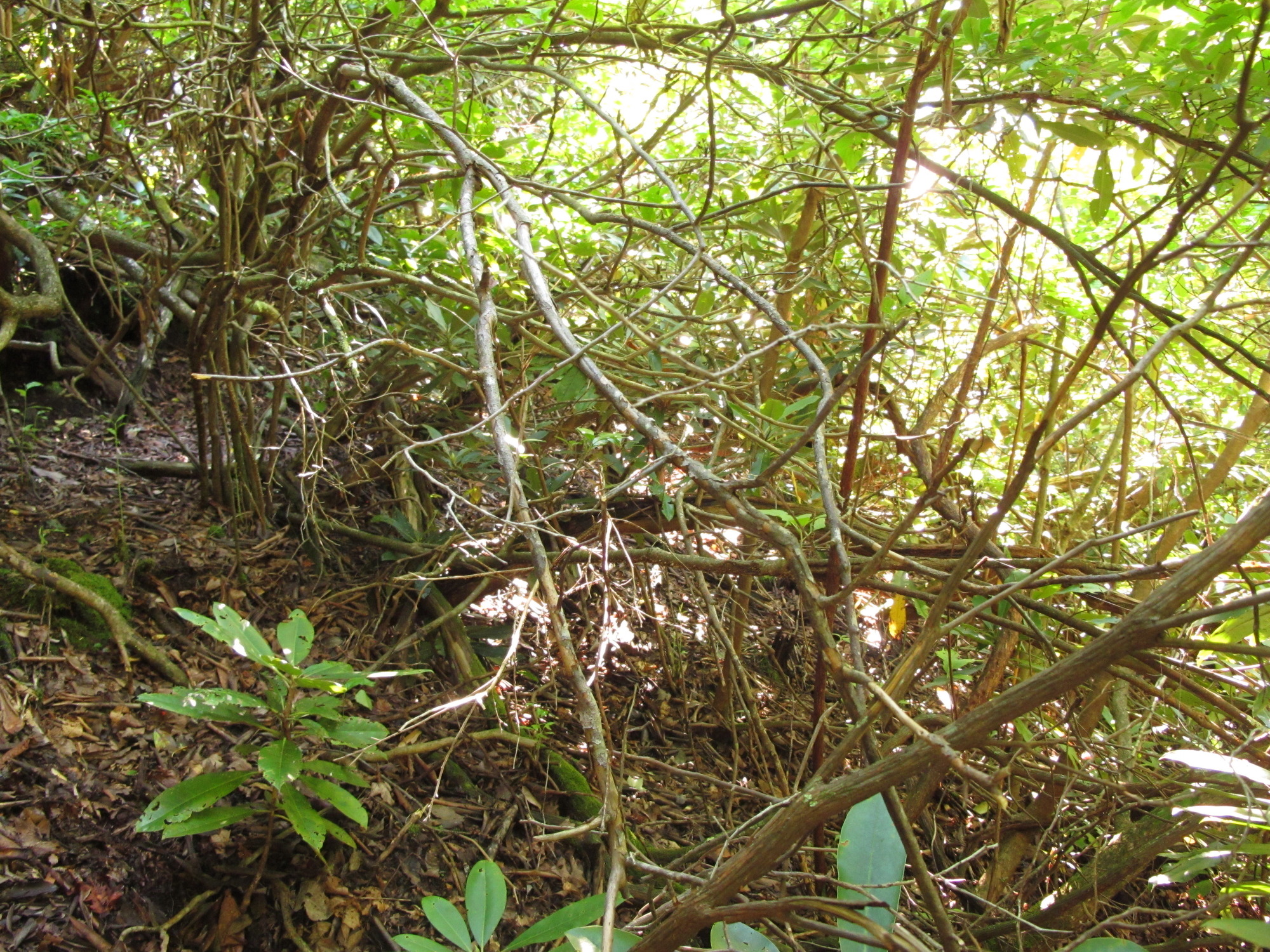 Plot Code: GRSM_AA_0523_3