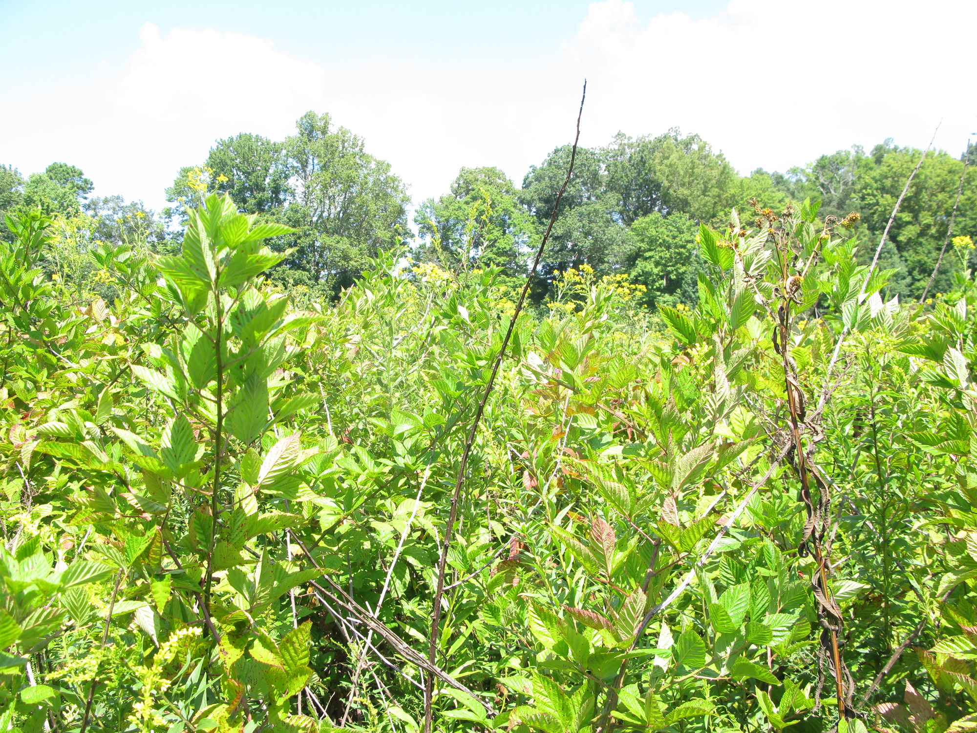 GRSM Accuracy Assessment. Plot Code: GRSM_AA_0780_6