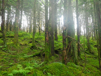 Plot Code: GRSM_AA_0540_4