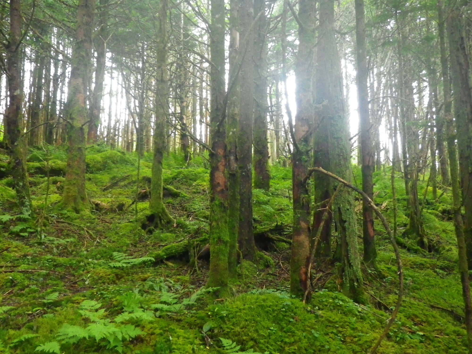 Plot Code: GRSM_AA_0540_4