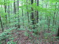 GRSM Accuracy Assessment. Plot Code: GRSM_AA_0259_4