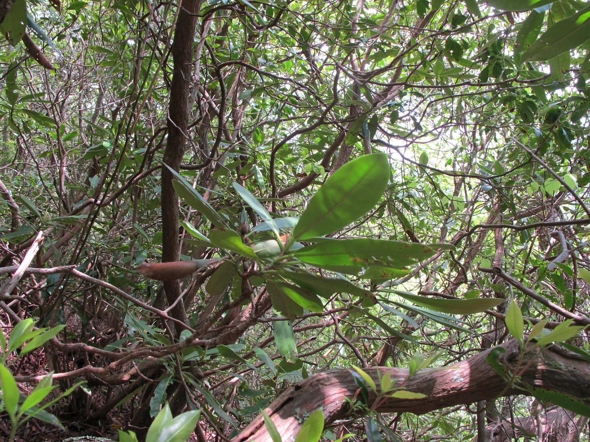 GRSM Accuracy Assessment. Plot Code: GRSM_AA_0848_3