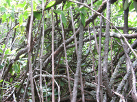 GRSM Accuracy Assessment. Plot Code: GRSM_AA_0072_5