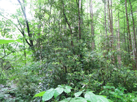 GRSM Accuracy Assessment. Plot Code: GRSM_AA_0567