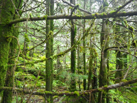 Plot Code: GRSM_AA_0658_5