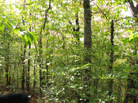 GRSM Accuracy Assessment. Plot Code: GRSM_AA_0039_4