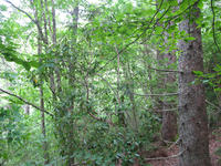 GRSM Accuracy Assessment. Plot Code: GRSM_AA_0074_5