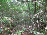 GRSM Accuracy Assessment. Plot Code: GRSM_AA_0599_5