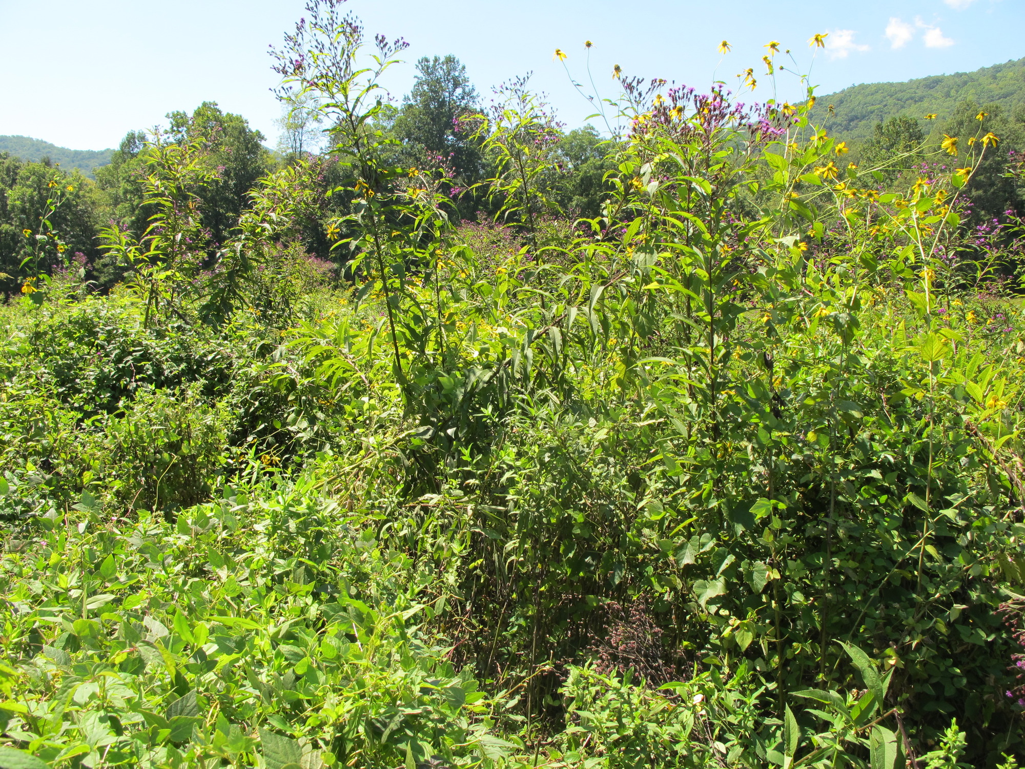 GRSM Accuracy Assessment. Plot Code: GRSM_AA_0776_5