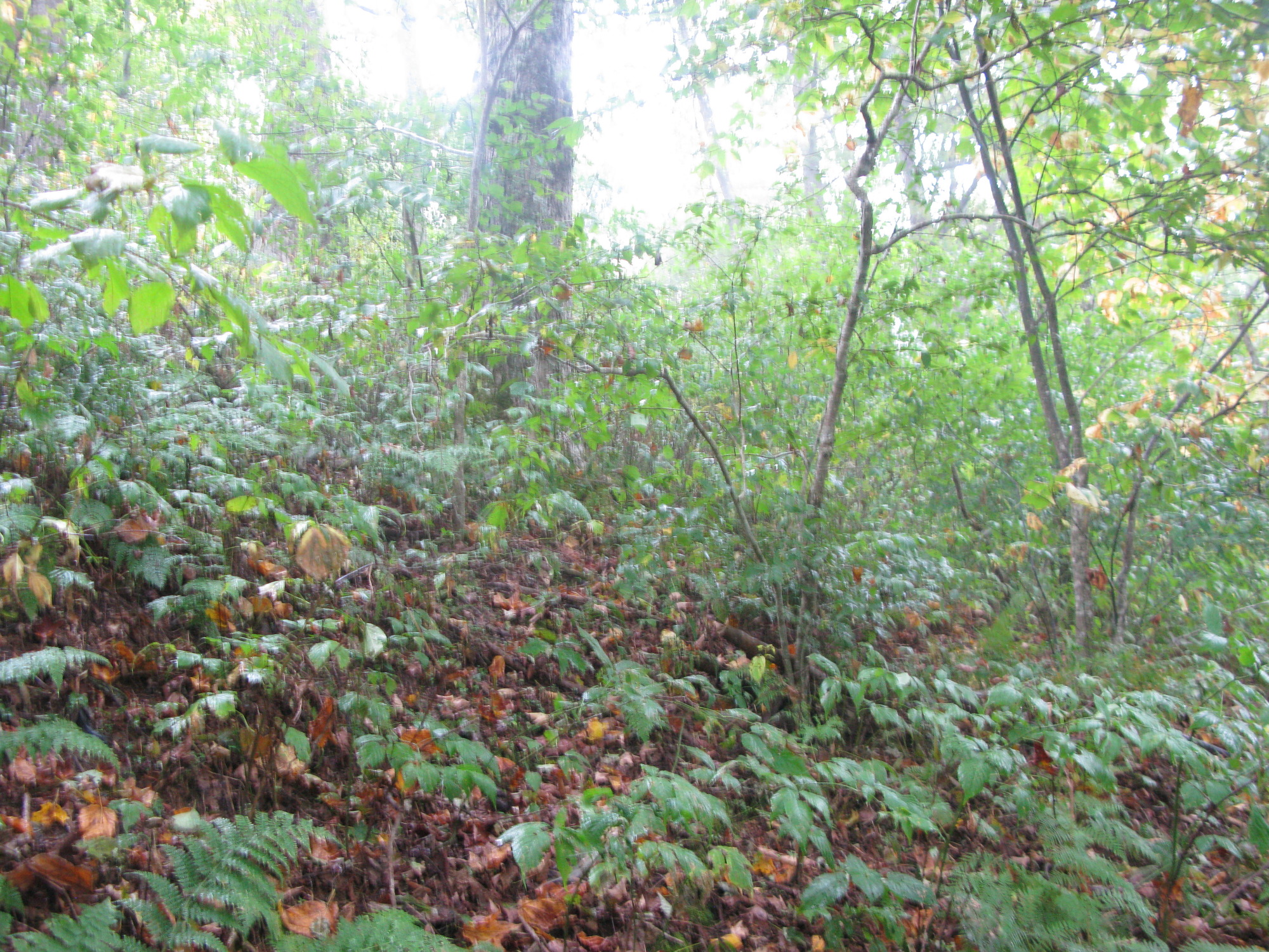 GRSM Accuracy Assessment. Plot Code: GRSM_AA_0440_4