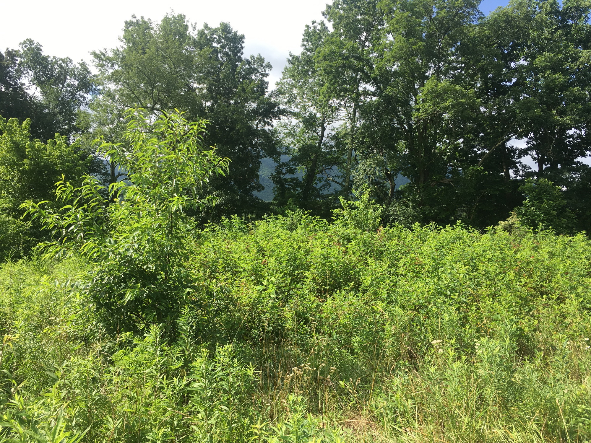 GRSM Accuracy Assessment. Plot Code: GRSM_AA_0461_4