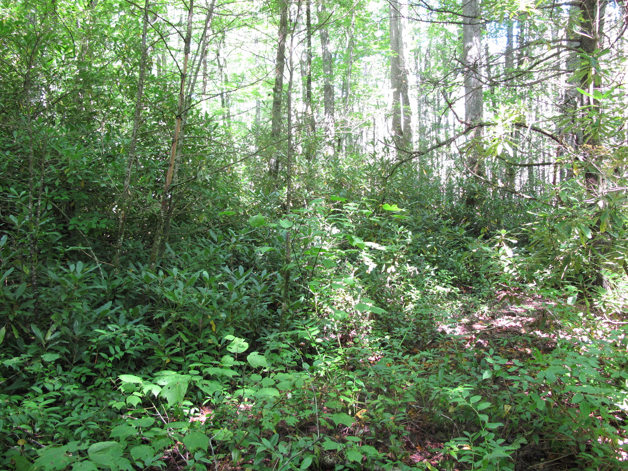 GRSM Accuracy Assessment. Plot Code: GRSM_AA_0283_6