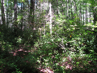 GRSM Accuracy Assessment. Plot Code: GRSM_AA_0283_2