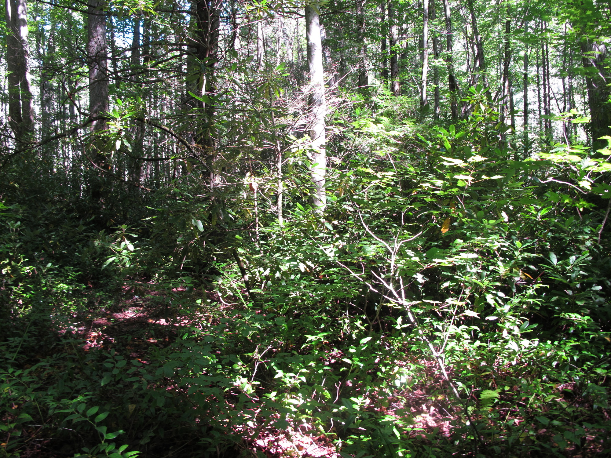 GRSM Accuracy Assessment. Plot Code: GRSM_AA_0283_2