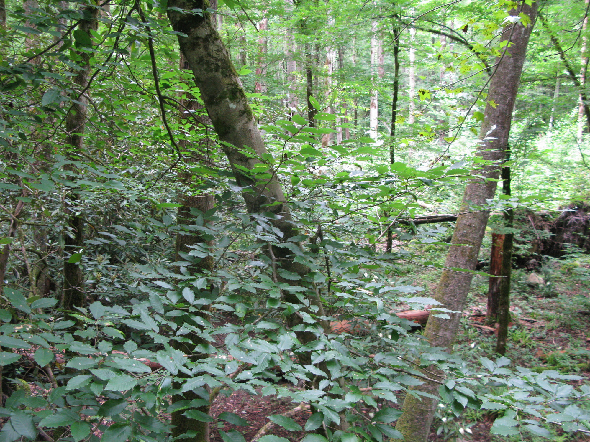 GRSM Accuracy Assessment. Plot Code: GRSM_AA_0723_2