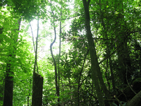 GRSM Accuracy Assessment. Plot Code: GRSM_AA_0920_6