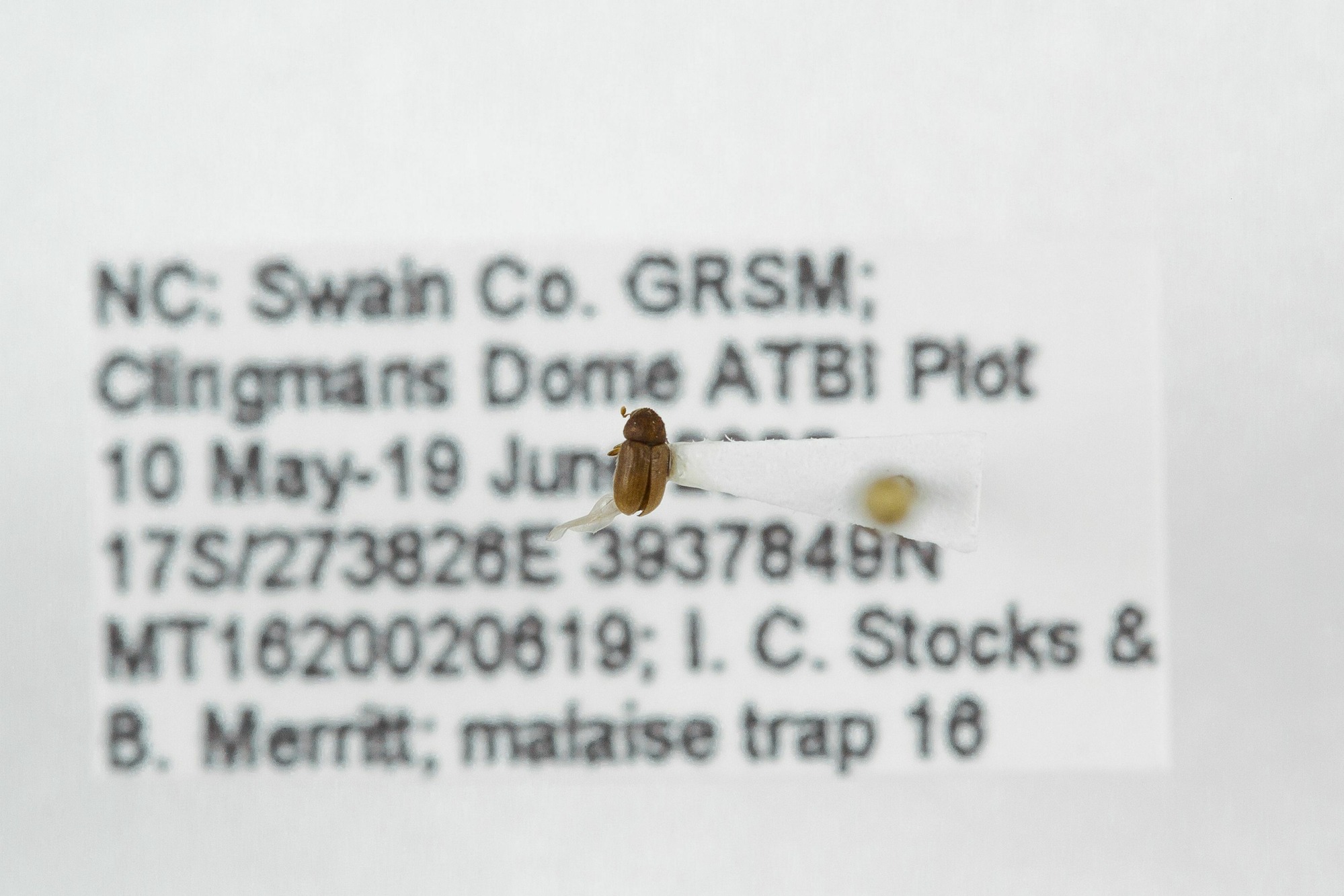 Image of Cryphalus ruficollis, a species of Animalia