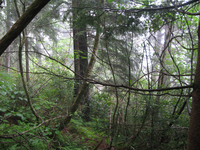 GRSM Accuracy Assessment. Plot Code: GRSM_AA_0029_3