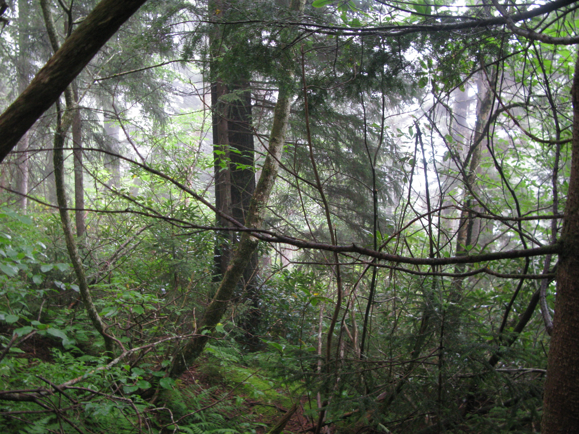 GRSM Accuracy Assessment. Plot Code: GRSM_AA_0029_3