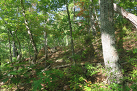 GRSM Accuracy Assessment. Plot Code: GRSM_AA_0968_5