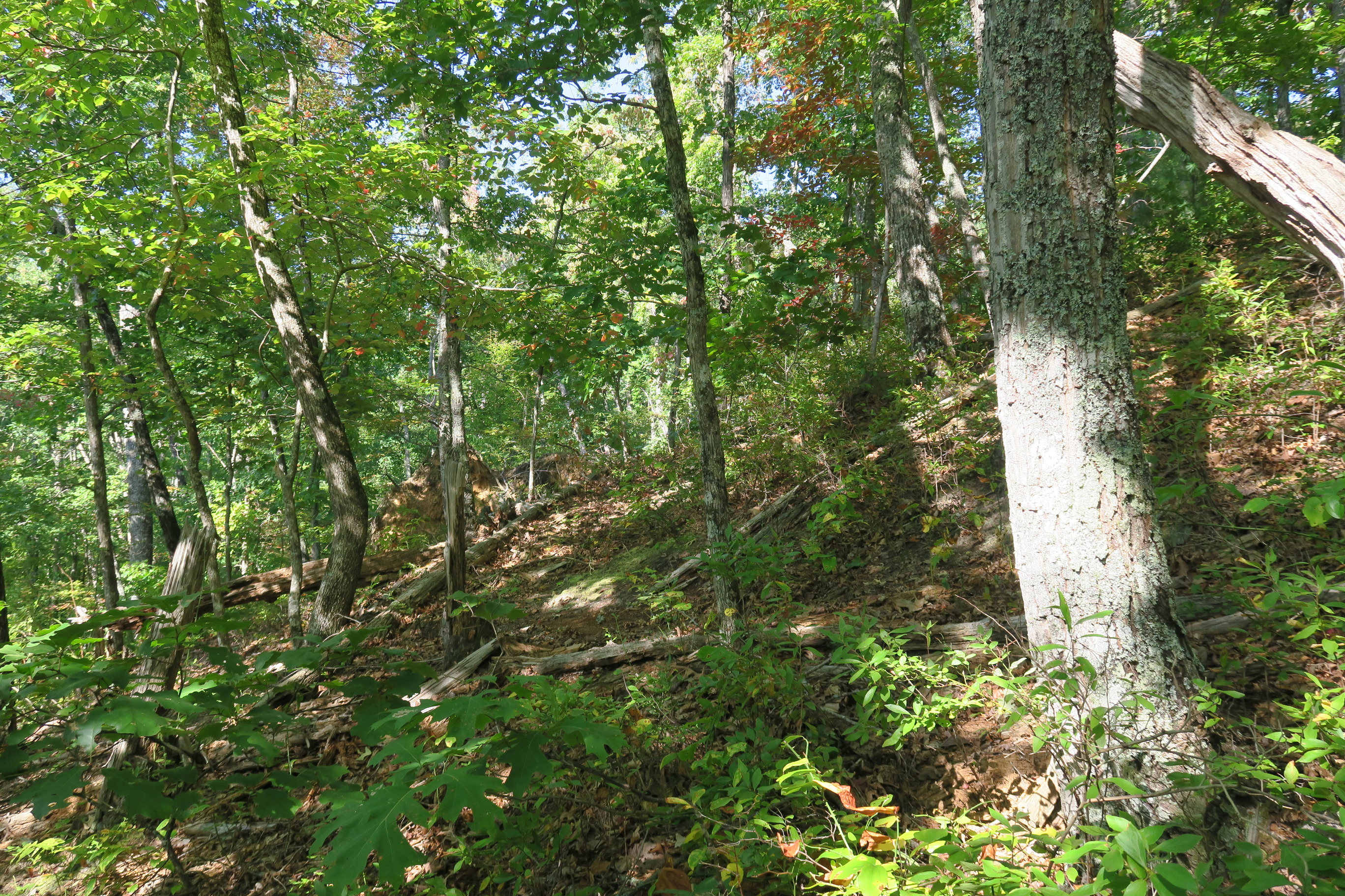 GRSM Accuracy Assessment. Plot Code: GRSM_AA_0968_5