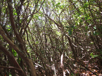 GRSM Accuracy Assessment. Plot Code: GRSM_AA_0312_4