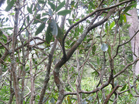 GRSM Accuracy Assessment. Plot Code: GRSM_AA_0835_5