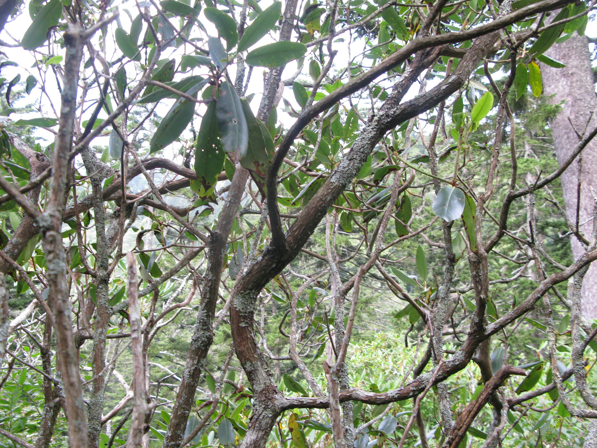 GRSM Accuracy Assessment. Plot Code: GRSM_AA_0835_5