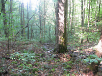 GRSM Accuracy Assessment. Plot Code: GRSM_AA_0674_2