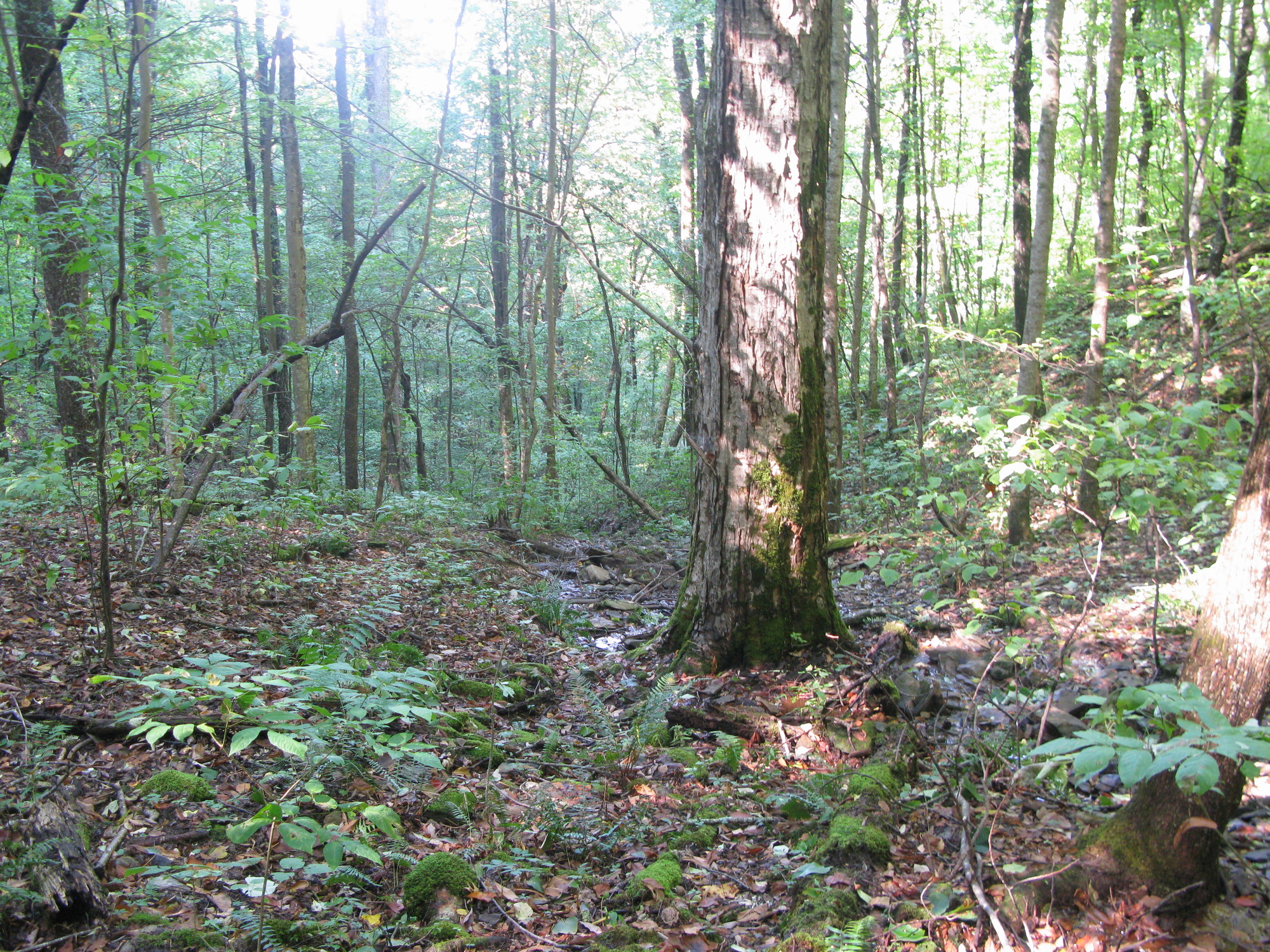 GRSM Accuracy Assessment. Plot Code: GRSM_AA_0674_2