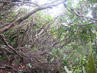 GRSM Accuracy Assessment. Plot Code: GRSM_AA_0443_4