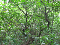 GRSM Accuracy Assessment. Plot Code: GRSM_AA_0131_4