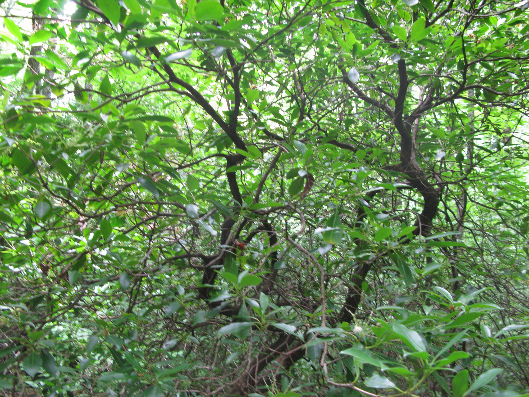 GRSM Accuracy Assessment. Plot Code: GRSM_AA_0131_4