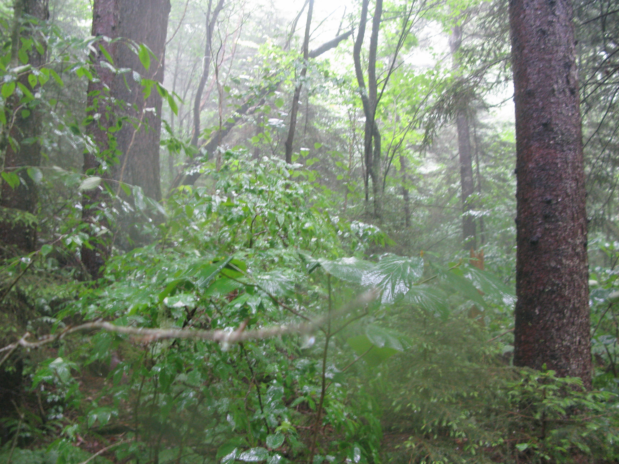 GRSM Accuracy Assessment. Plot Code: GRSM_AA_0390_6