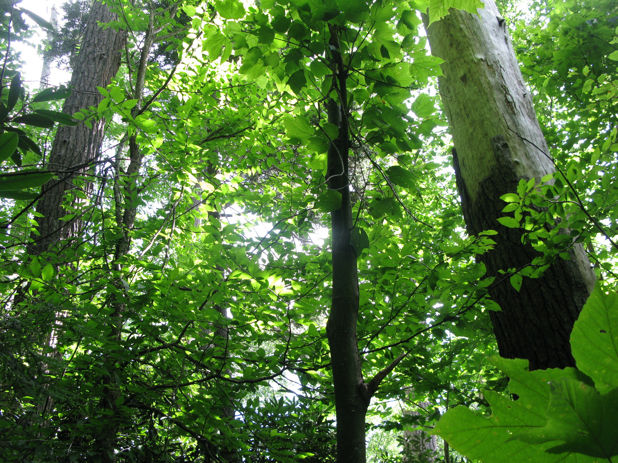 GRSM Accuracy Assessment. Plot Code: GRSM_AA_0739_6