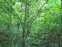 GRSM Accuracy Assessment. Plot Code: GRSM_AA_0021_3