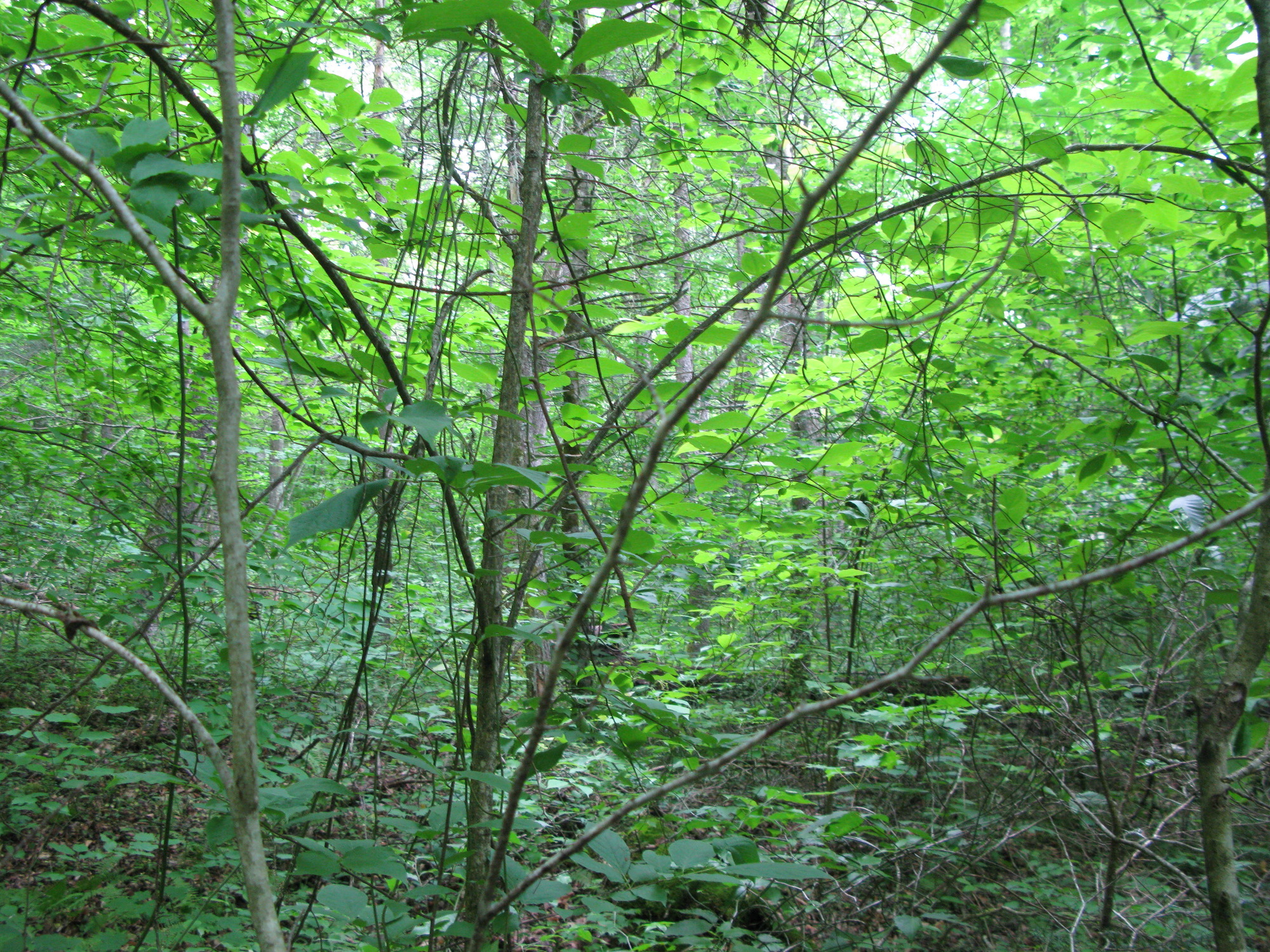 GRSM Accuracy Assessment. Plot Code: GRSM_AA_0021_3