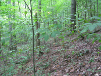 GRSM Accuracy Assessment. Plot Code: GRSM_AA_0426_3