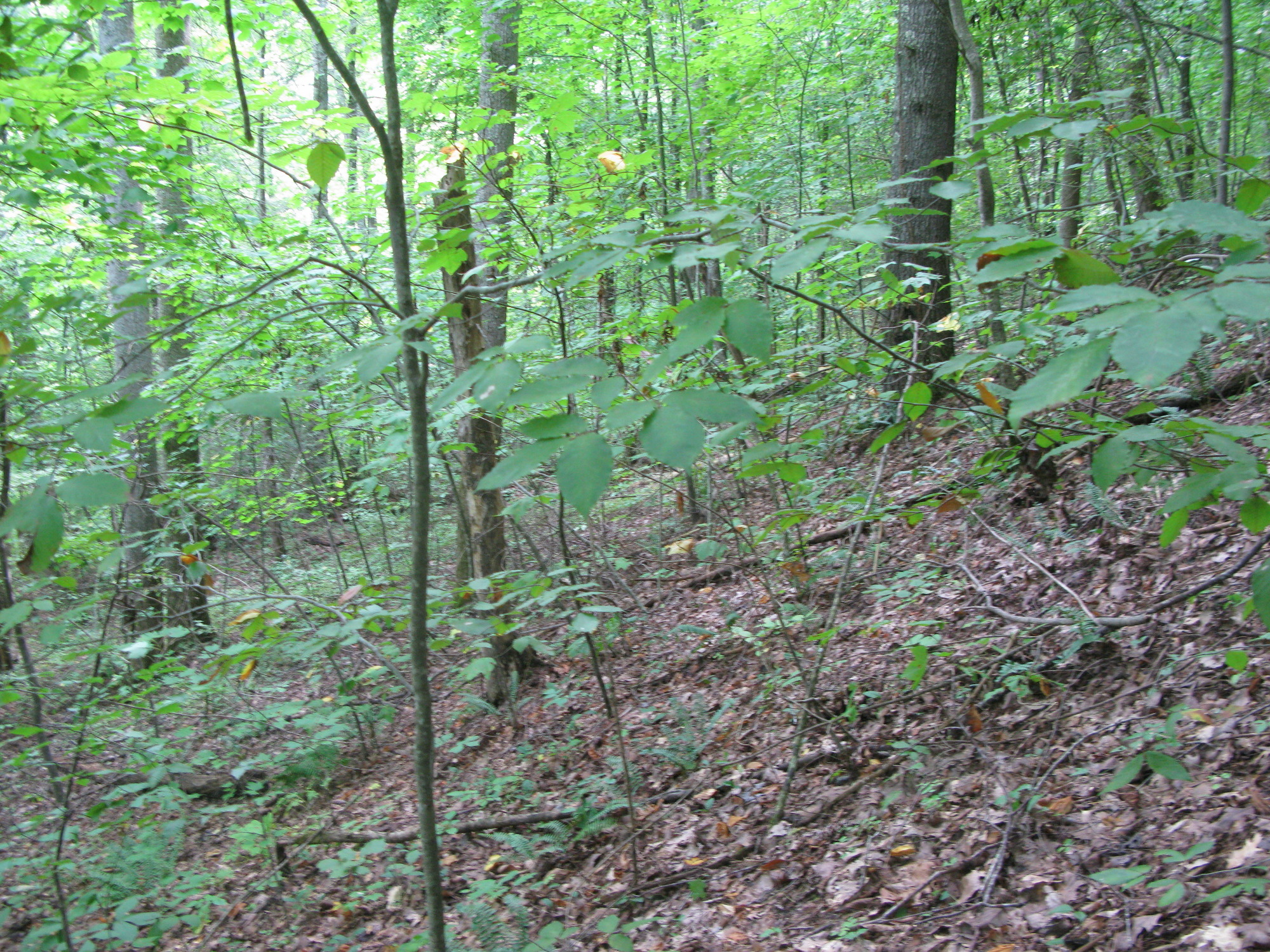 GRSM Accuracy Assessment. Plot Code: GRSM_AA_0426_3