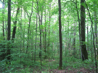 GRSM Accuracy Assessment. Plot Code: GRSM_AA_0133_6