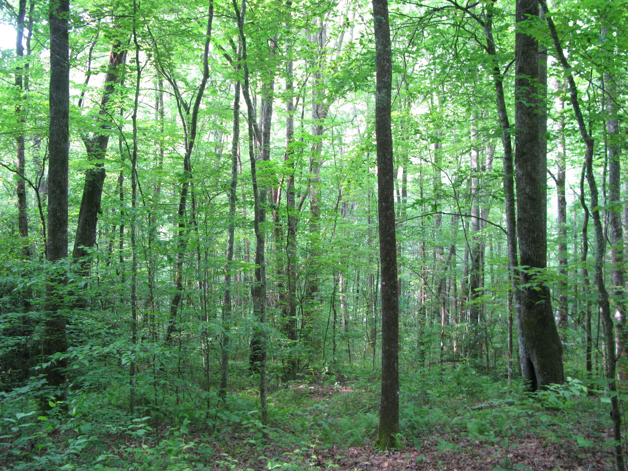 GRSM Accuracy Assessment. Plot Code: GRSM_AA_0133_6