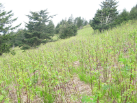 GRSM Accuracy Assessment. Plot Code: GRSM_AA_0777_6