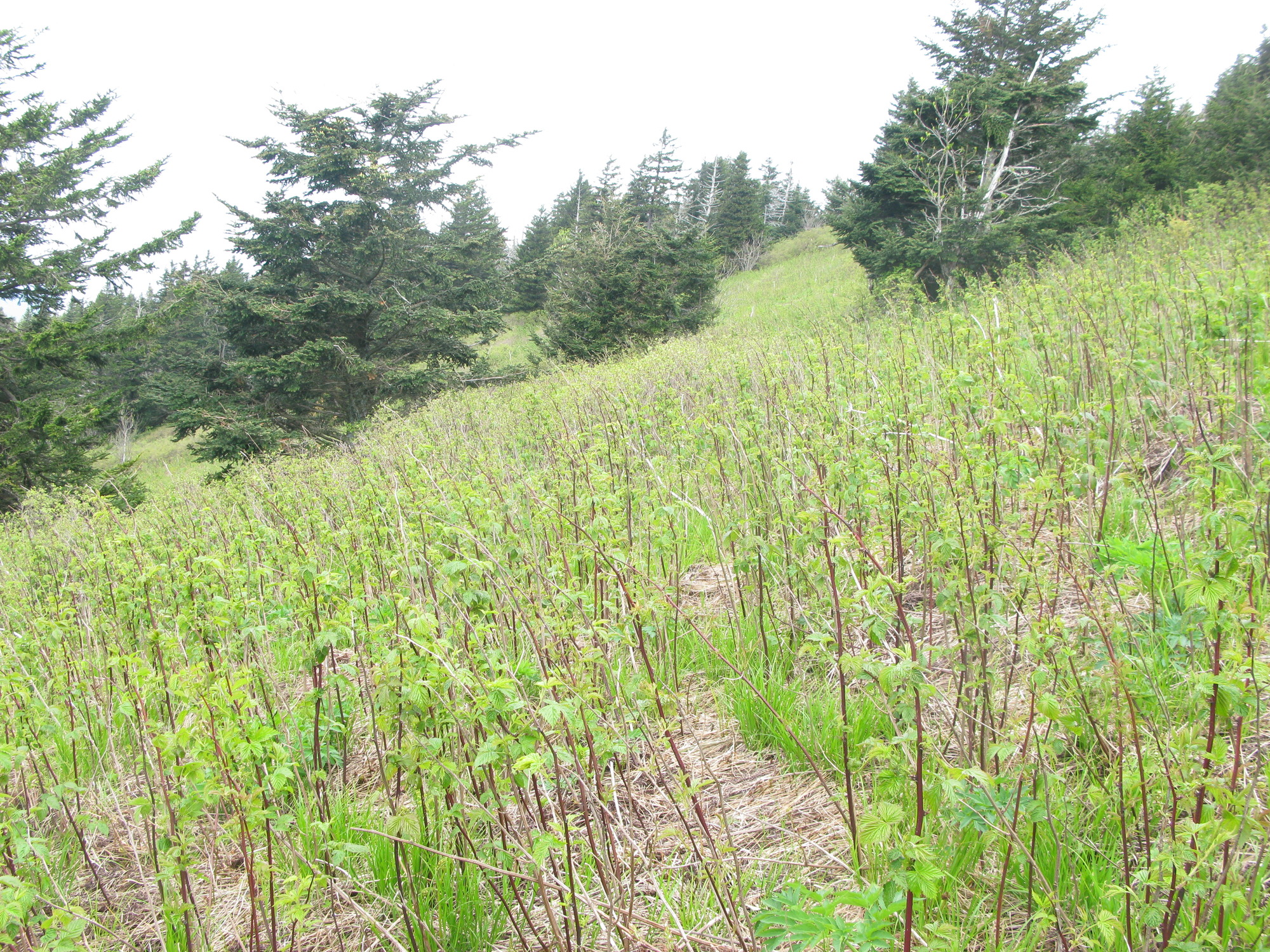 GRSM Accuracy Assessment. Plot Code: GRSM_AA_0777_6