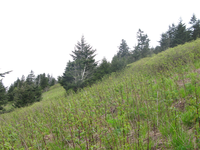 GRSM Accuracy Assessment. Plot Code: GRSM_AA_0777_2