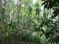 GRSM Accuracy Assessment. Plot Code: GRSM_AA_0197_6