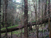 GRSM Accuracy Assessment. Plot Code: GRSM_AA_0462_2