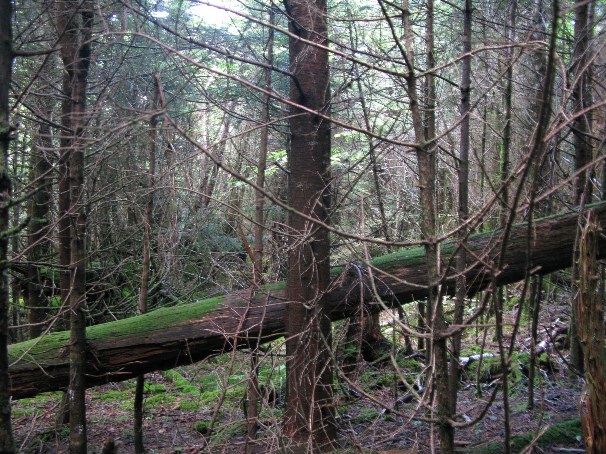 GRSM Accuracy Assessment. Plot Code: GRSM_AA_0462_2