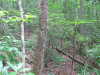 GRSM Accuracy Assessment. Plot Code: GRSM_AA_0050_6